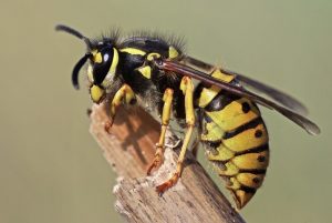 waarom zijn wespen goed voor ons
